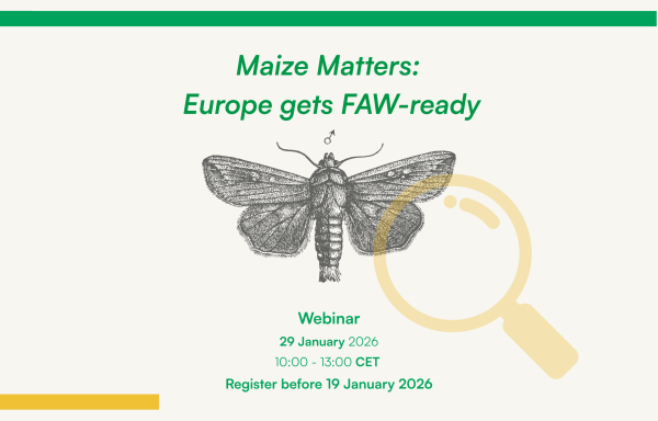 Maize Matters: Europe gets FAW-ready